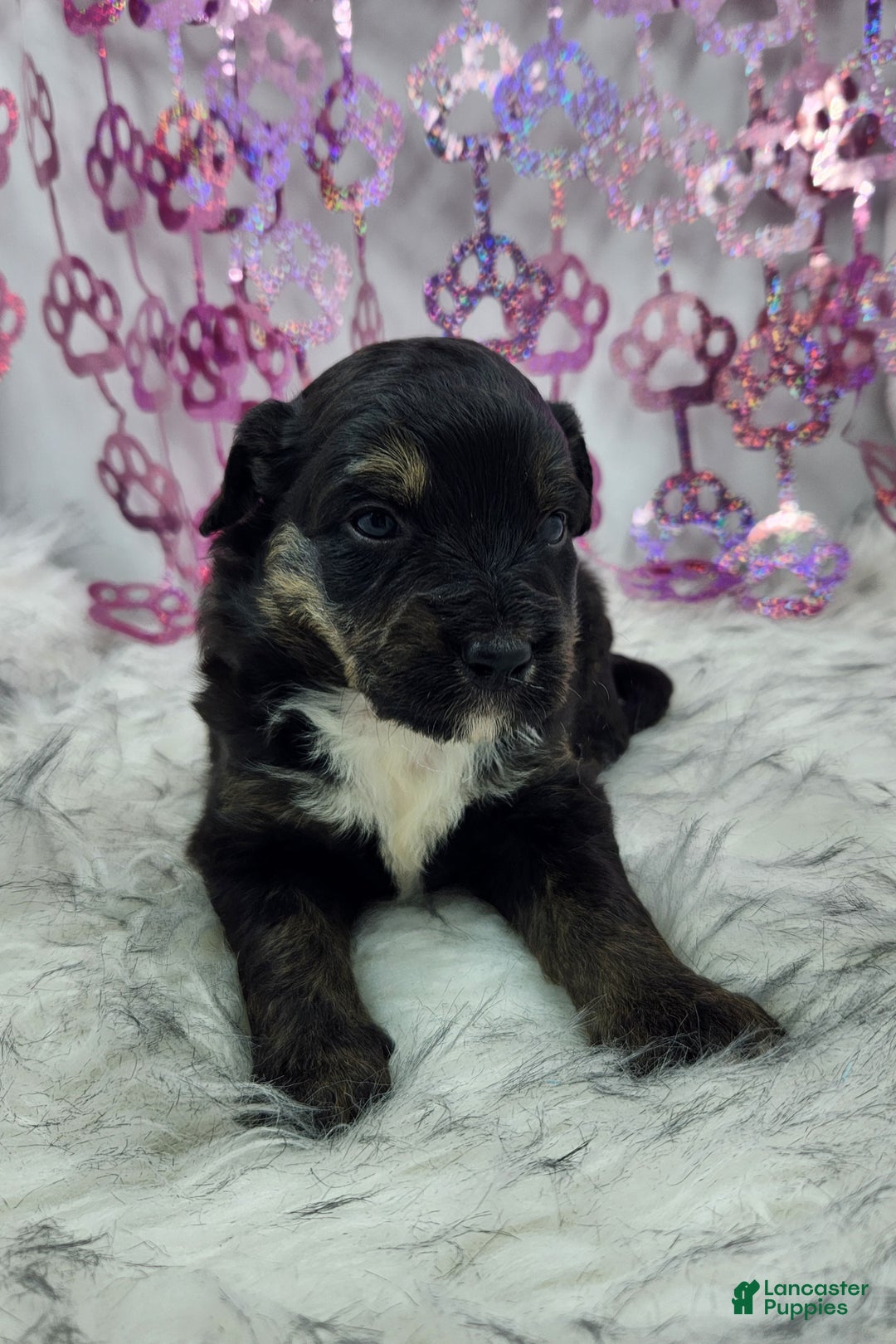 Mini Aussiedoodle dogs for sale: Mini Aussiedoodle Puppy 3 - Ad 1