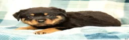 Rottweiler dogs for sale: Tank - Ad 5