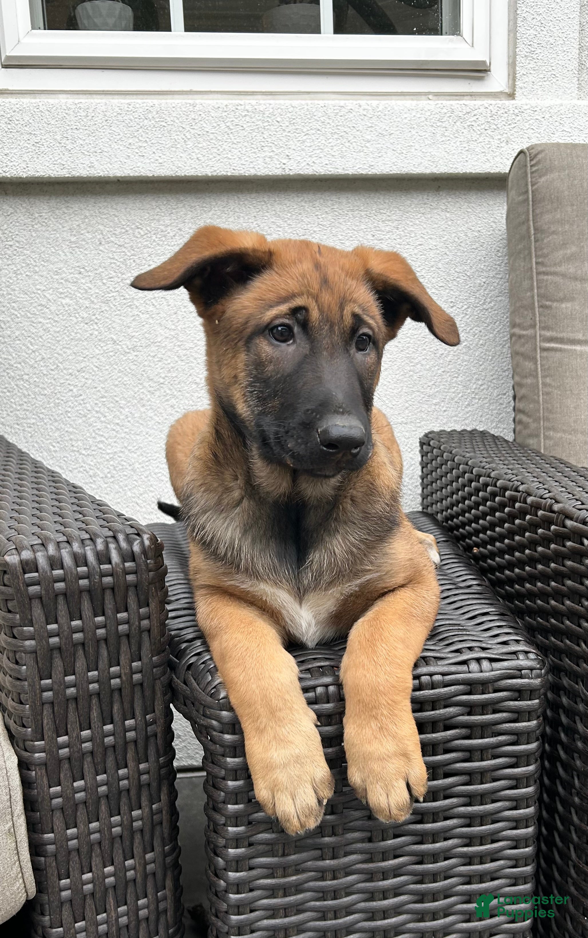 Belgian Malinois dogs Belgian Malinois Puppy Luna - Ad 1