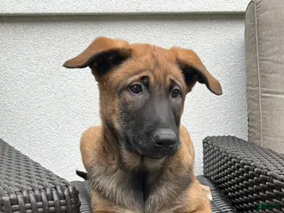 Belgian Malinois dogs for sale: Belgian Malinois Puppy Luna - Ad 3