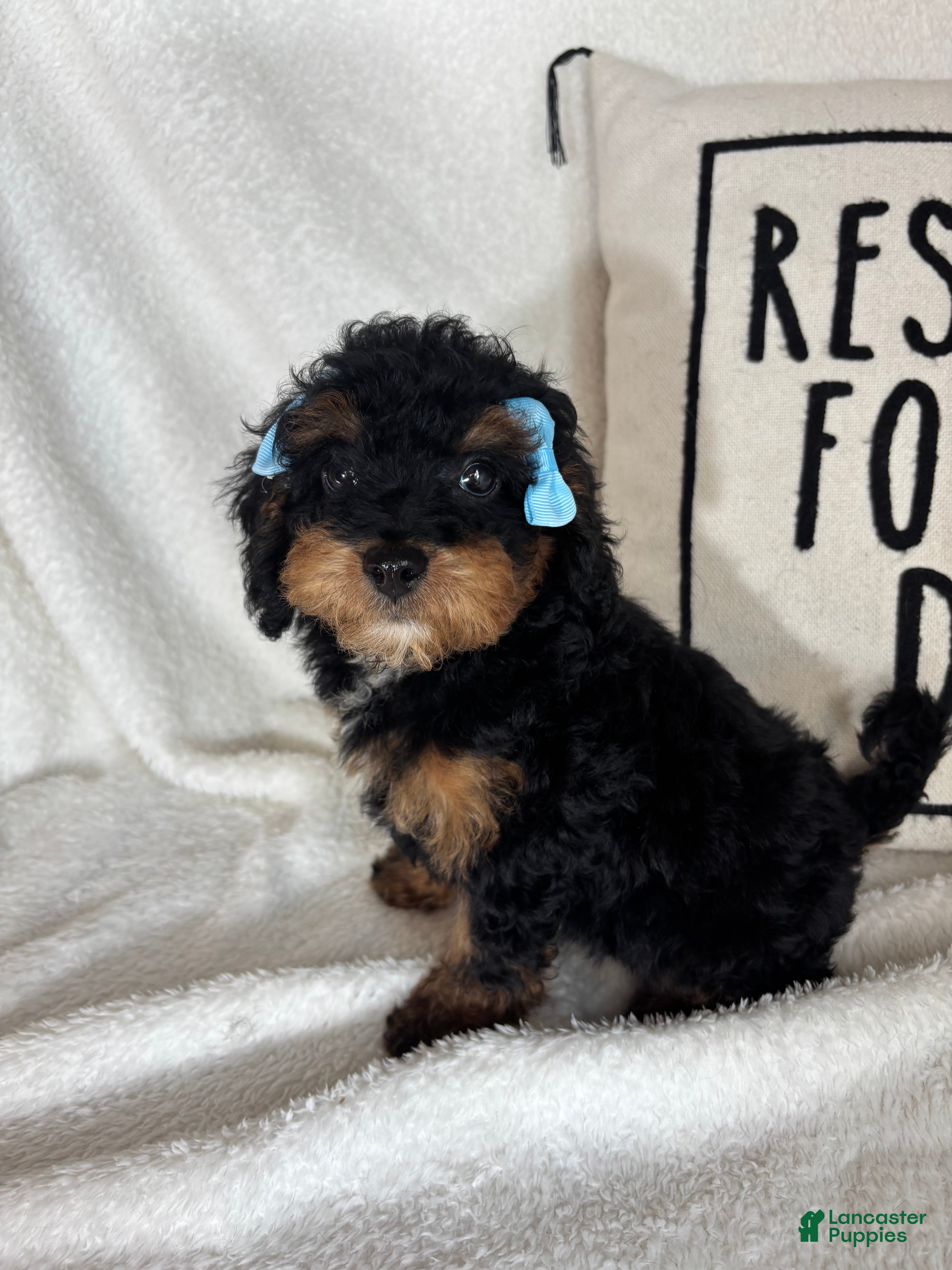 Bernedoodle dogs for sale: Mira - Ad 4