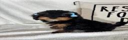 Bernedoodle dogs for sale: Mira - Ad 1