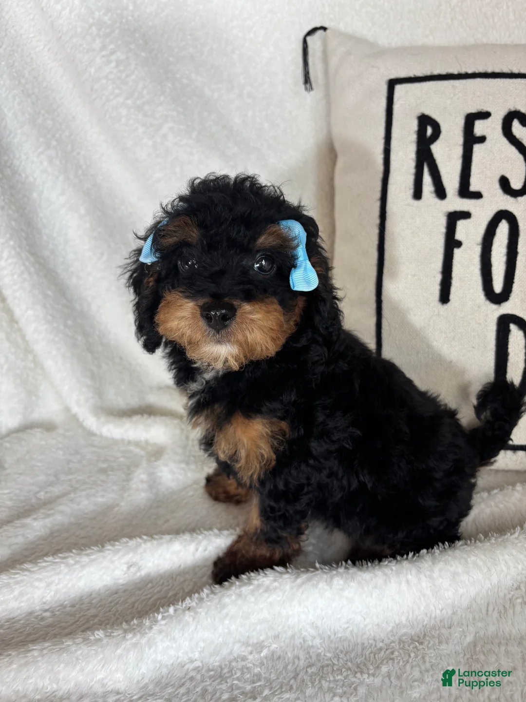 Bernedoodle dogs for sale: Mira - Ad 1