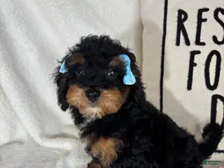 Bernedoodle dogs Mira - Ad 24