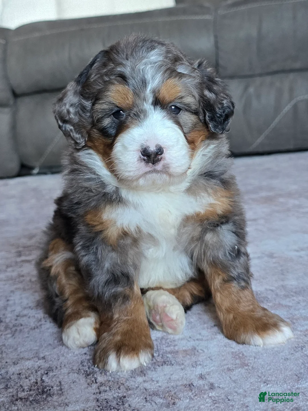 Mini Bernedoodle dogs for sale: Mini Indi - Ad 1