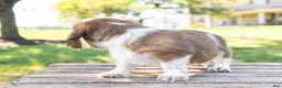 Miniature Dachshund dogs for sale: Huxley - Ad 9