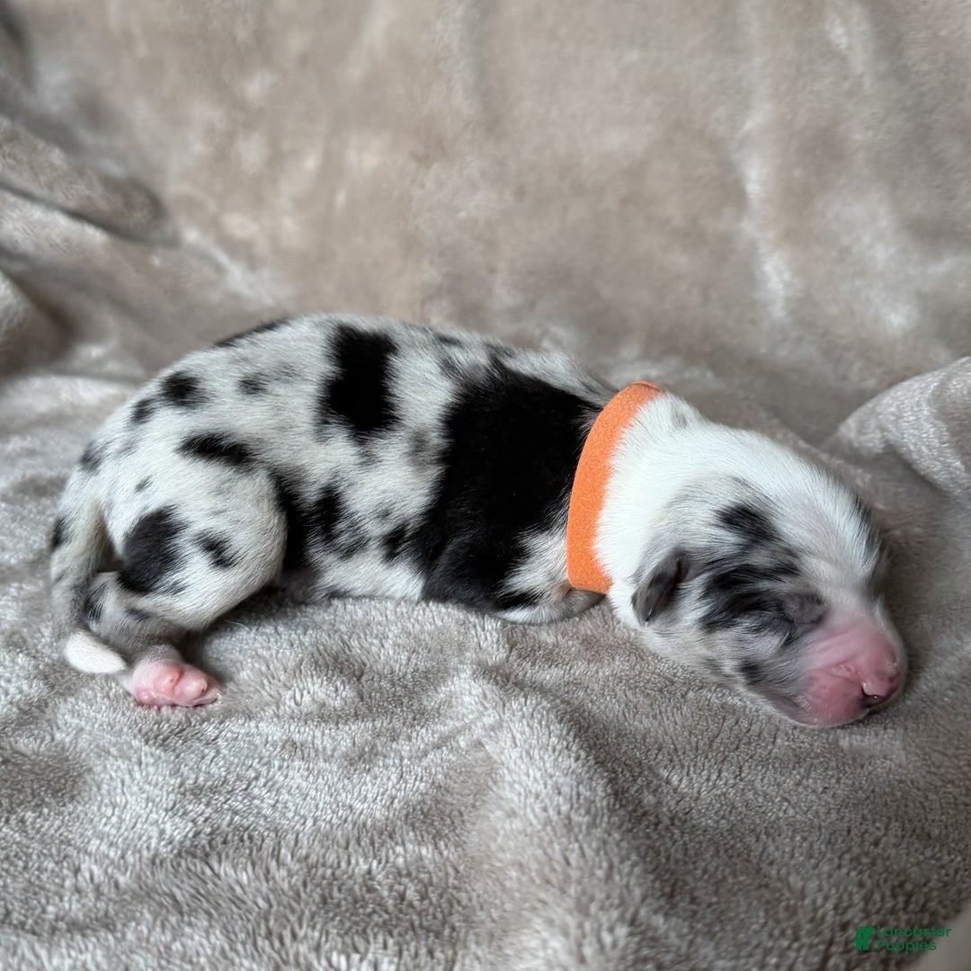 Australian Shepherd dogs for sale: Gamble - Ad 4