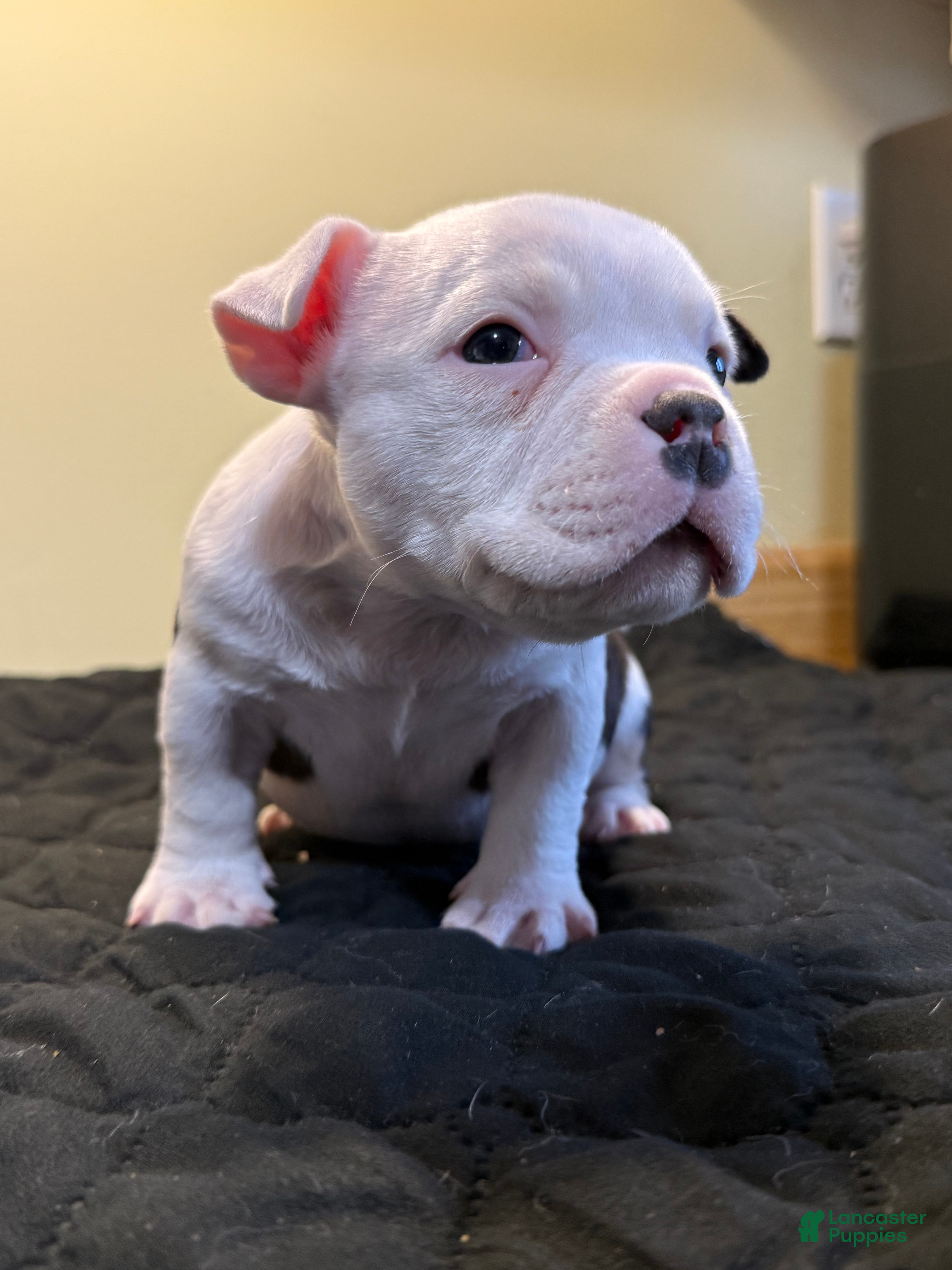 American Bully dogs Micro Girl  - Ad 2