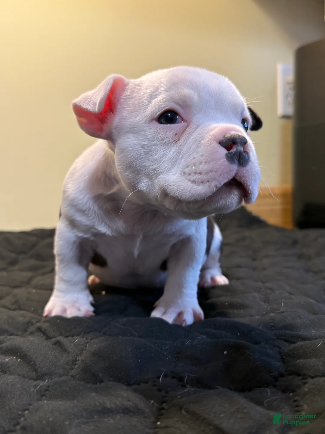 American Bully dogs for sale: Micro Girl  - Ad 2