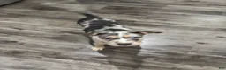 American Bully dogs for sale: American Bully 4 - Ad 4