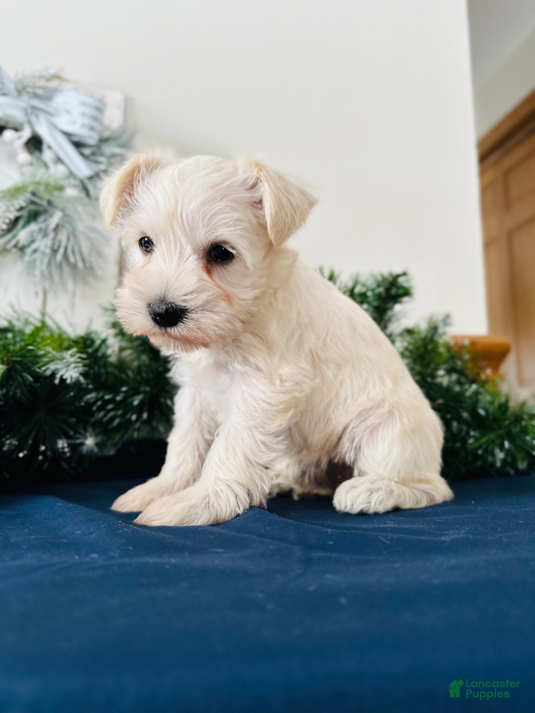 Miniature Schnauzer dogs for sale: Iris - Ad 3