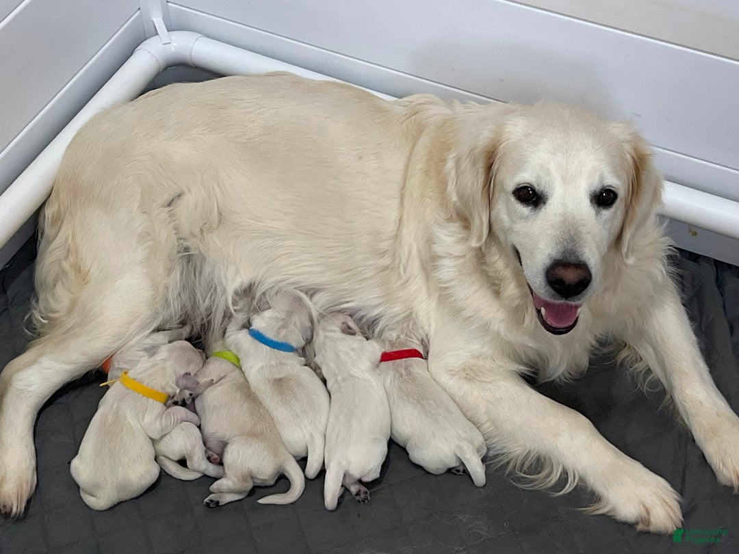 Golden Retriever dogs for sale: Samson - Ad 9