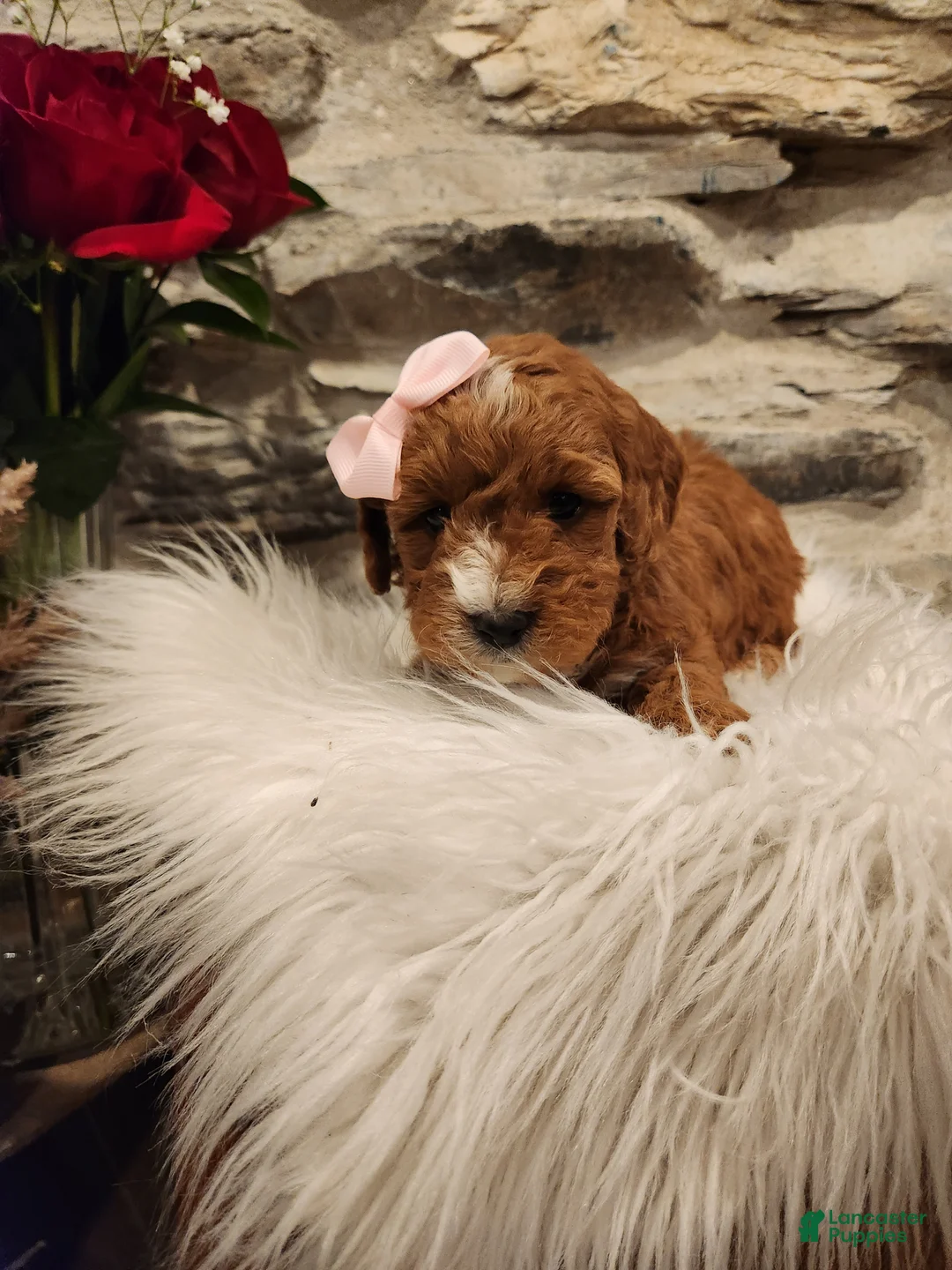 Mini Bernedoodle dogs for sale: CALLIE - MINI BERNEDOODLE LOVELY PUPPY (RICHLAND, PA) - F1BB. - Ad 5