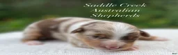 Australian Shepherd dogs for sale: Australian Shepherd 4 - Ad 2