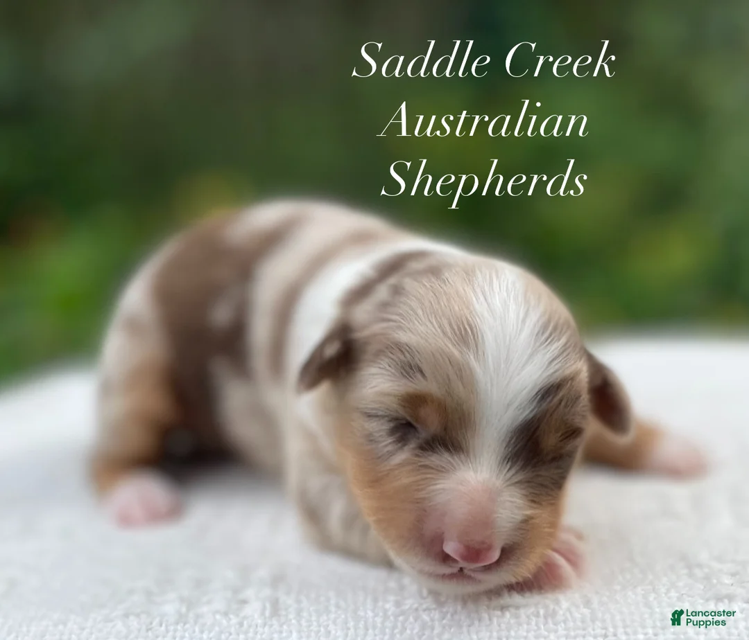 Australian Shepherd dogs for sale: Australian Shepherd 4 - Ad 2