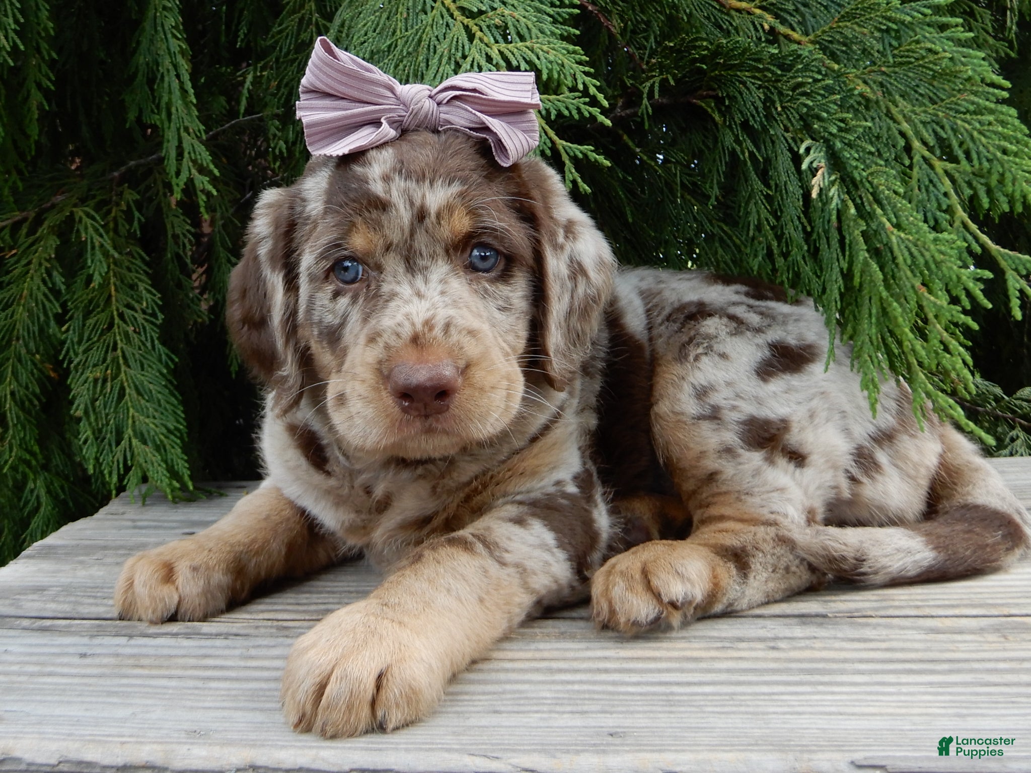 Labradoodle dogs Bitsy - Ad 16
