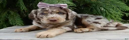 Labradoodle dogs for sale: Bitsy - Ad 1