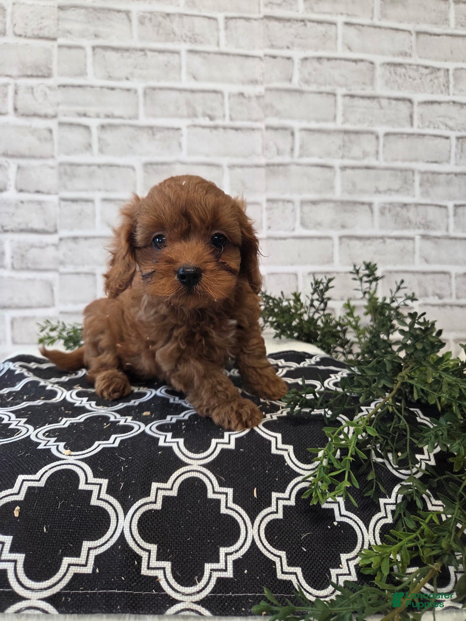 Cavapoo dogs Max - Ad 6