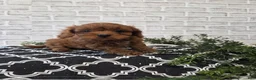 Cavapoo dogs for sale: Max - Ad 1