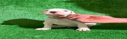 Dogo Argentino dogs for sale: Green male  - Ad 1