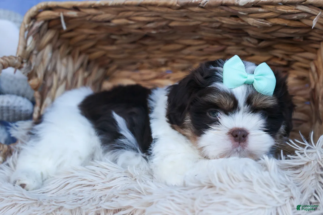 Shih Tzu dogs for sale: MOSES - Ad 2