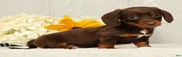 Miniature Dachshund dogs for sale: Chocolate - Ad 6