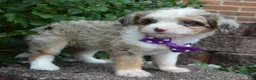 Mini Aussiedoodle dogs for sale: Mini Aspen - Ad 9