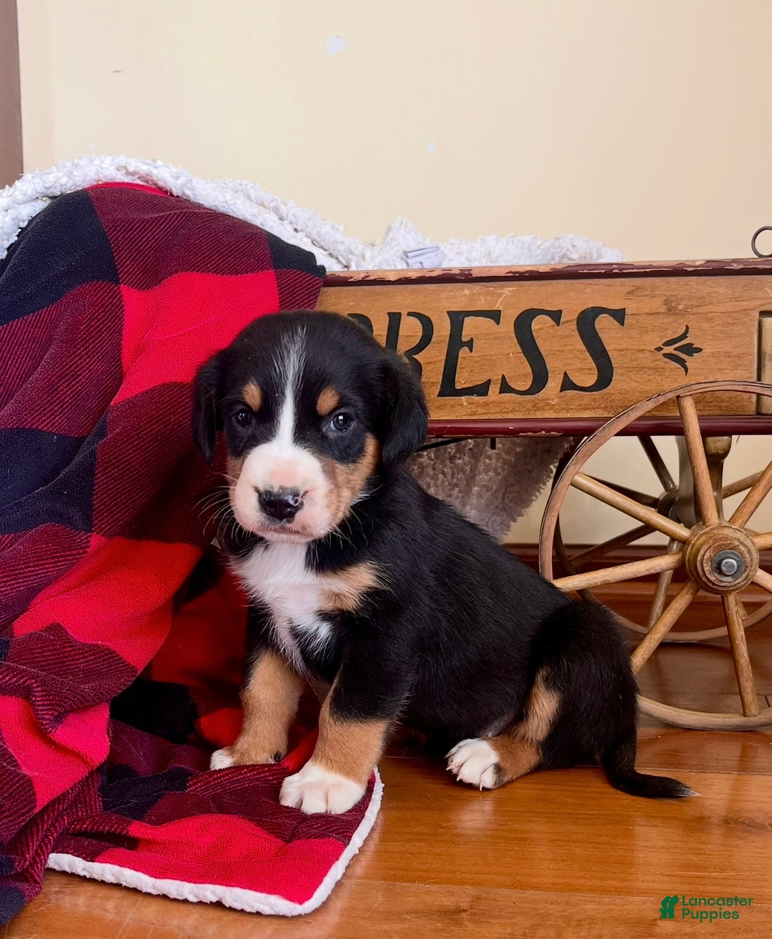 Greater Swiss Mountain Dog dogs for sale: Vanessa🐾❤️AKCHip Cert❤️🐾Call 717-859-8731 - Ad 1