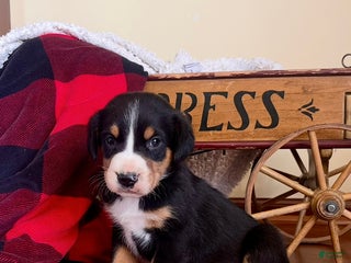 Greater Swiss Mountain Dog dogs Vanessa🐾❤️AKCHip Cert❤️🐾Call 717-859-8731 - Ad 13