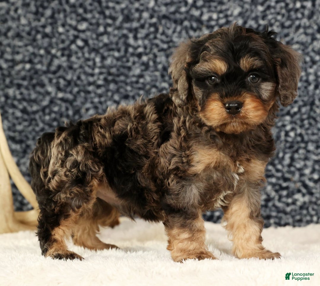 Cavapoo dogs for sale: Buck - Ad 8