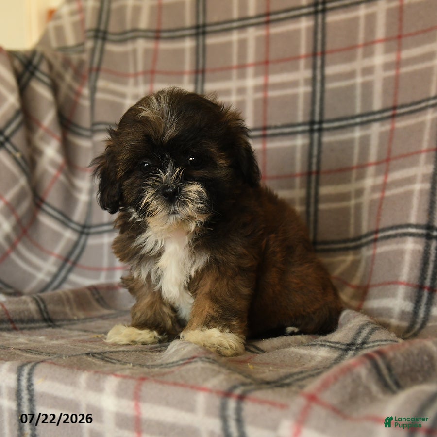 Mixed Breed dogs Uma - Ad 2