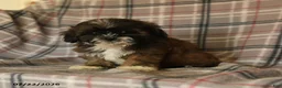 Mixed Breed dogs for sale: Uma - Ad 2