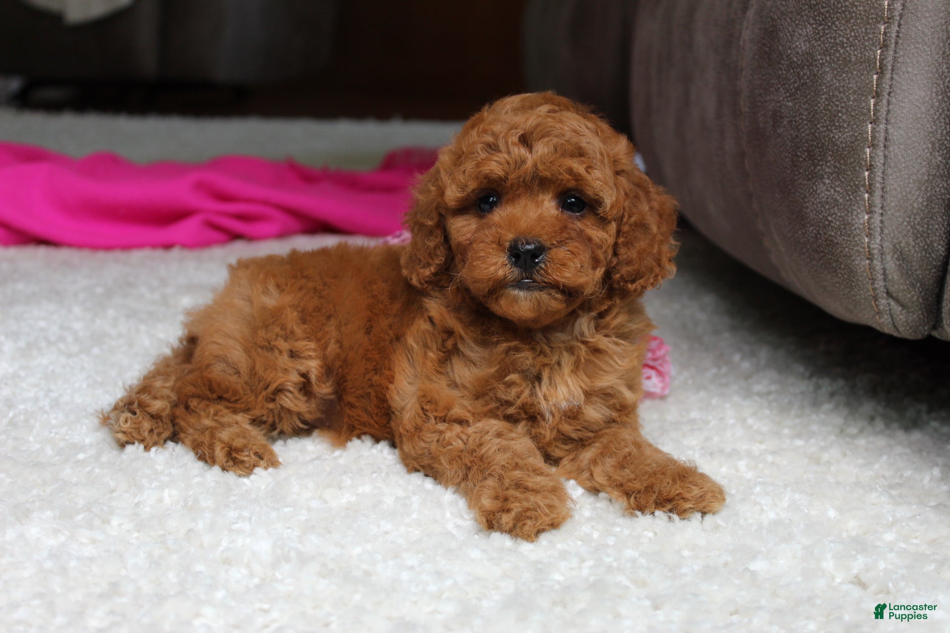 Cavapoochon dogs Maggie  - Ad 2