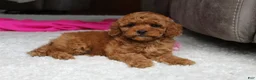 Cavapoochon dogs for sale: Maggie  - Ad 2