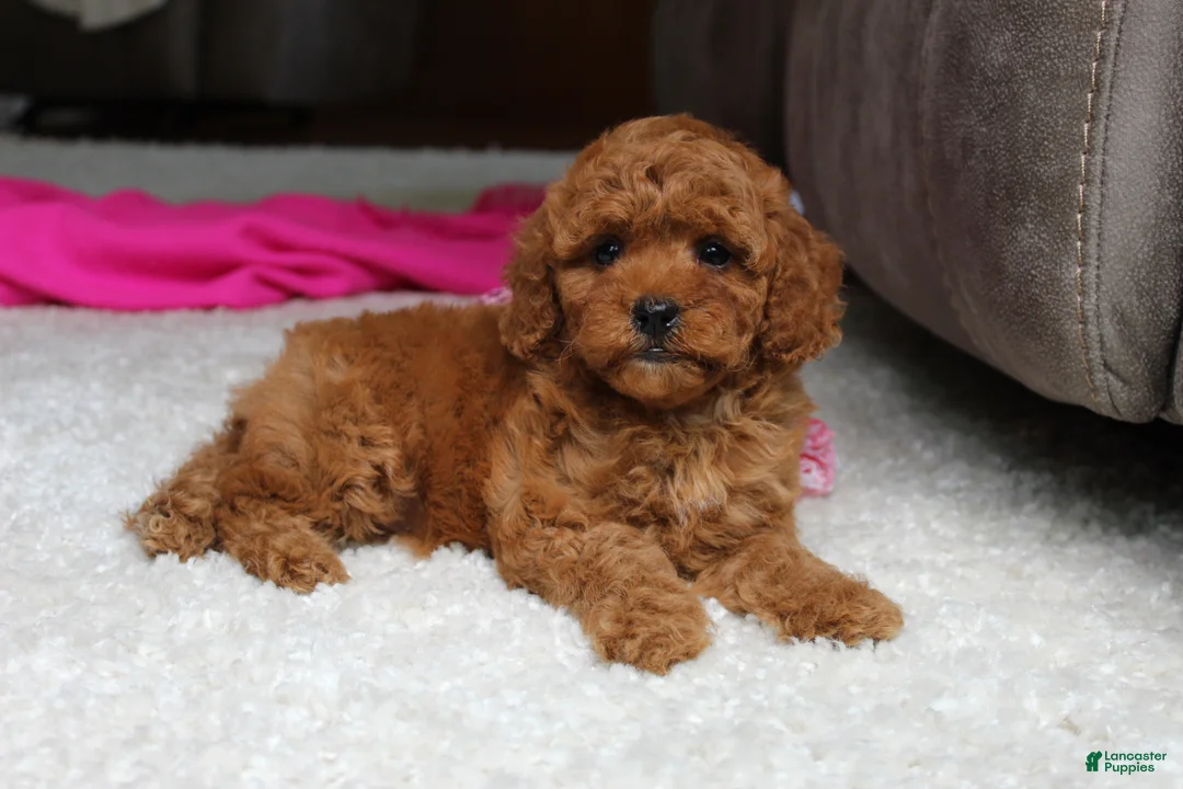 Cavapoochon dogs for sale: Maggie  - Ad 2