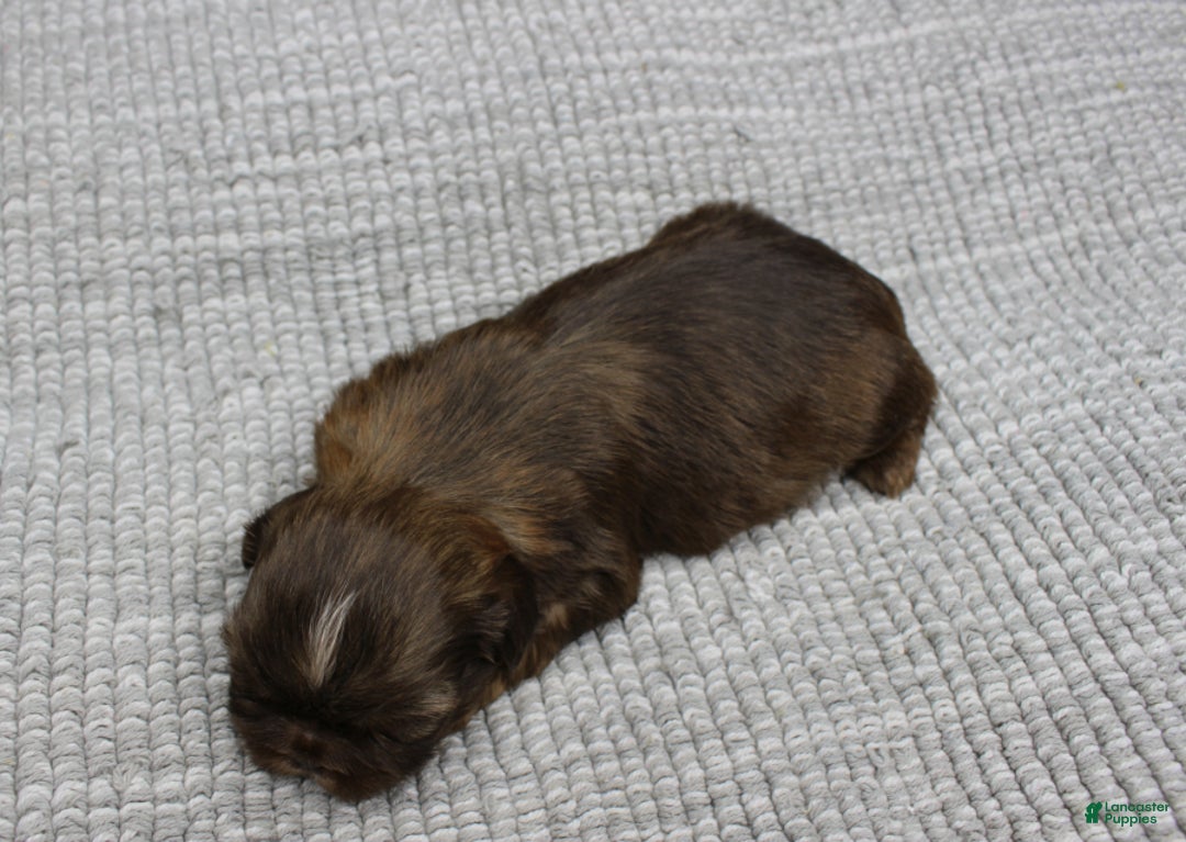 Shih Tzu dogs for sale: Hershey - Ad 4