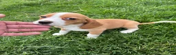 Beagle dogs for sale: Goldie - Ad 7