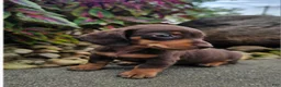 Dachshund dogs for sale: Roxy - Ad 4