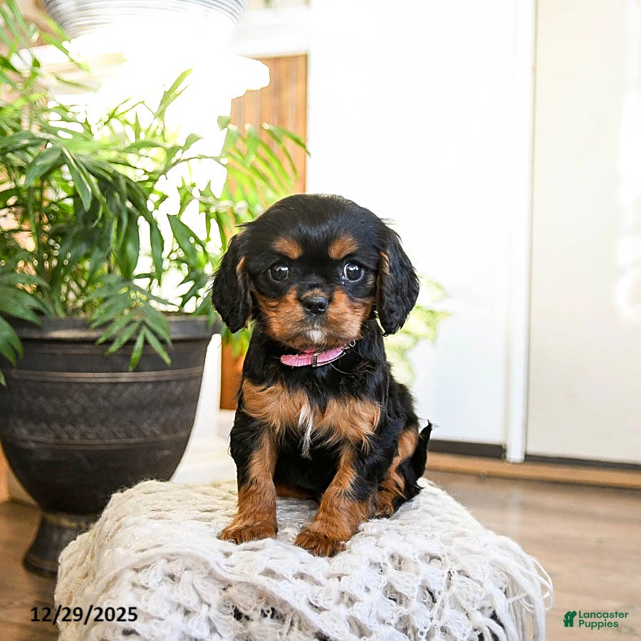 Cavalier King Charles Spaniel dogs for sale: Peppermint - Ad 4