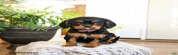 Cavalier King Charles Spaniel dogs for sale: Peppermint - Ad 1