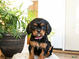 Cavalier King Charles Spaniel dogs for sale: Peppermint - Ad 4