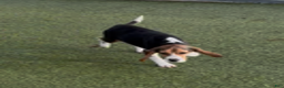 Beagle dogs for sale: Angel - Ad 4