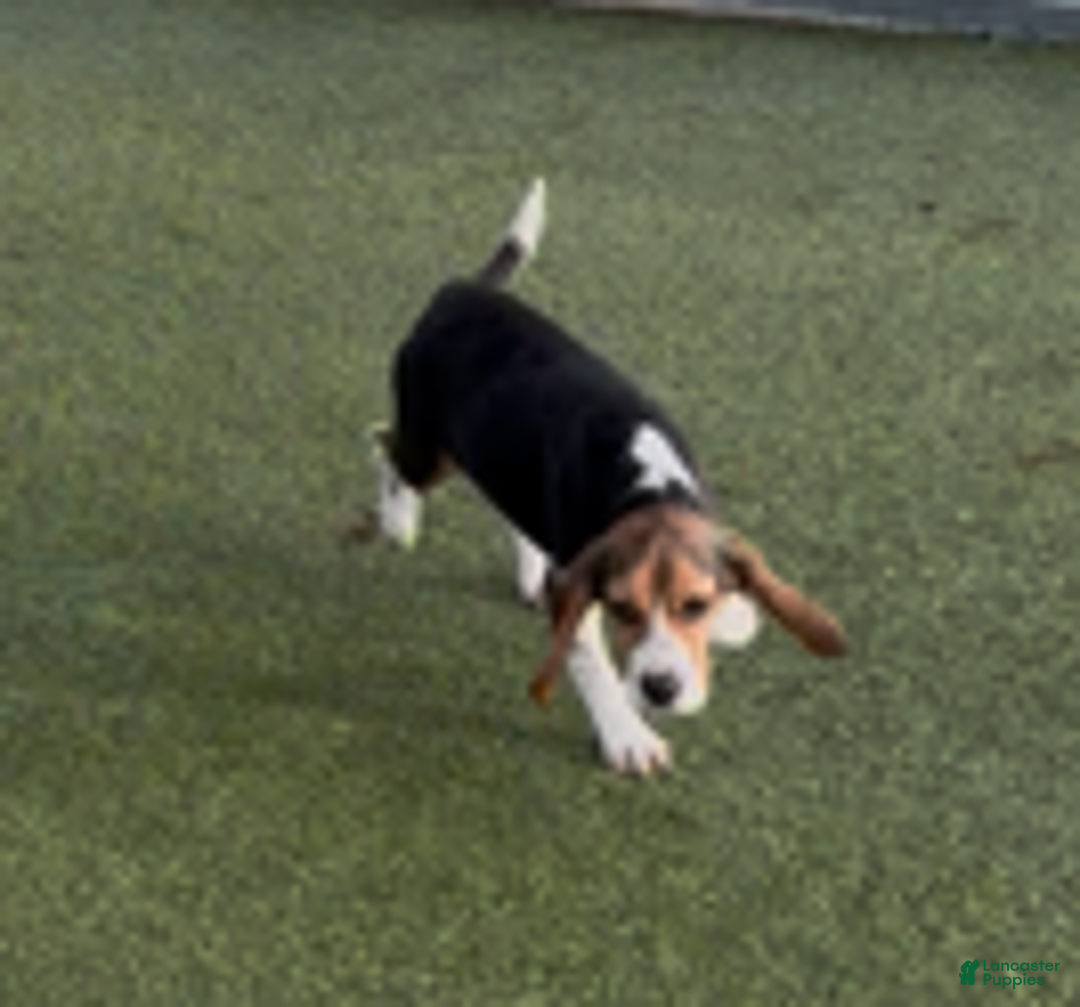 Beagle dogs for sale: Angel - Ad 4