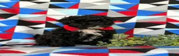 Mixed Breed dogs for sale: Murray - Ad 3
