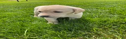 Labrador Retriever dogs for sale: Brody - Ad 5