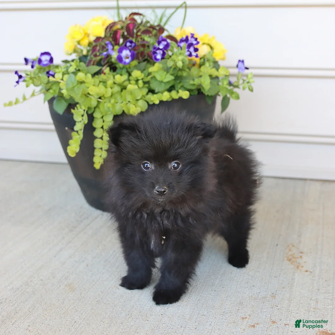 Pomeranian dogs for sale: Theo - Ad 3