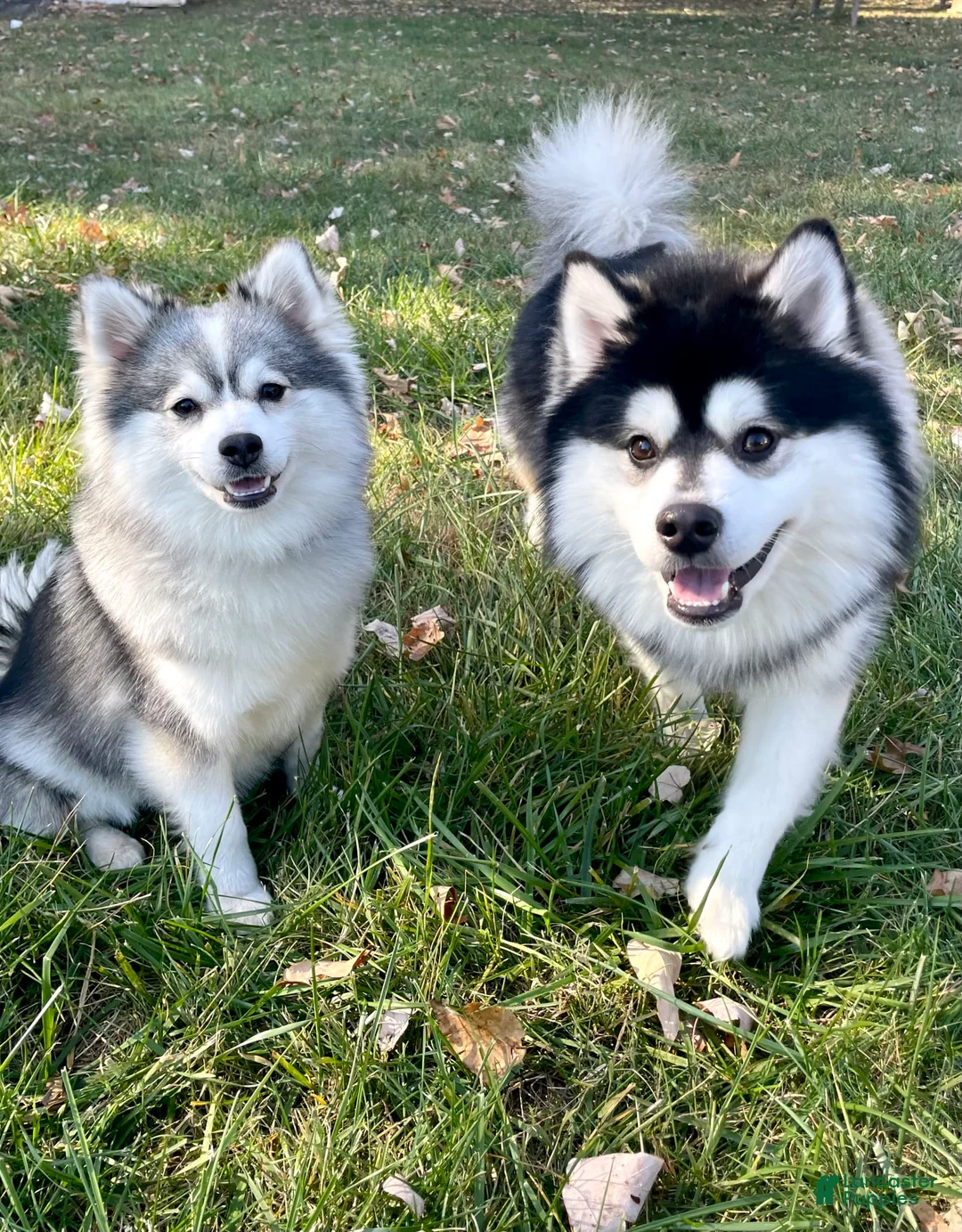 Gallery Image {{count}}