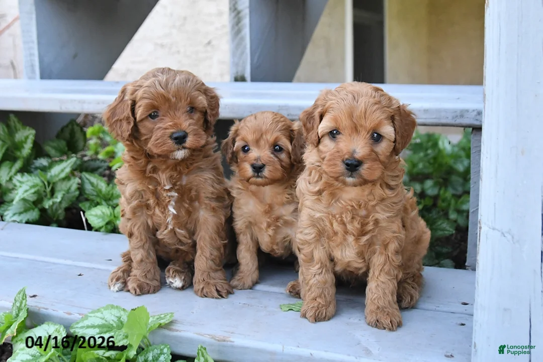 Cavapoo dogs for sale: Prince   - Ad 5