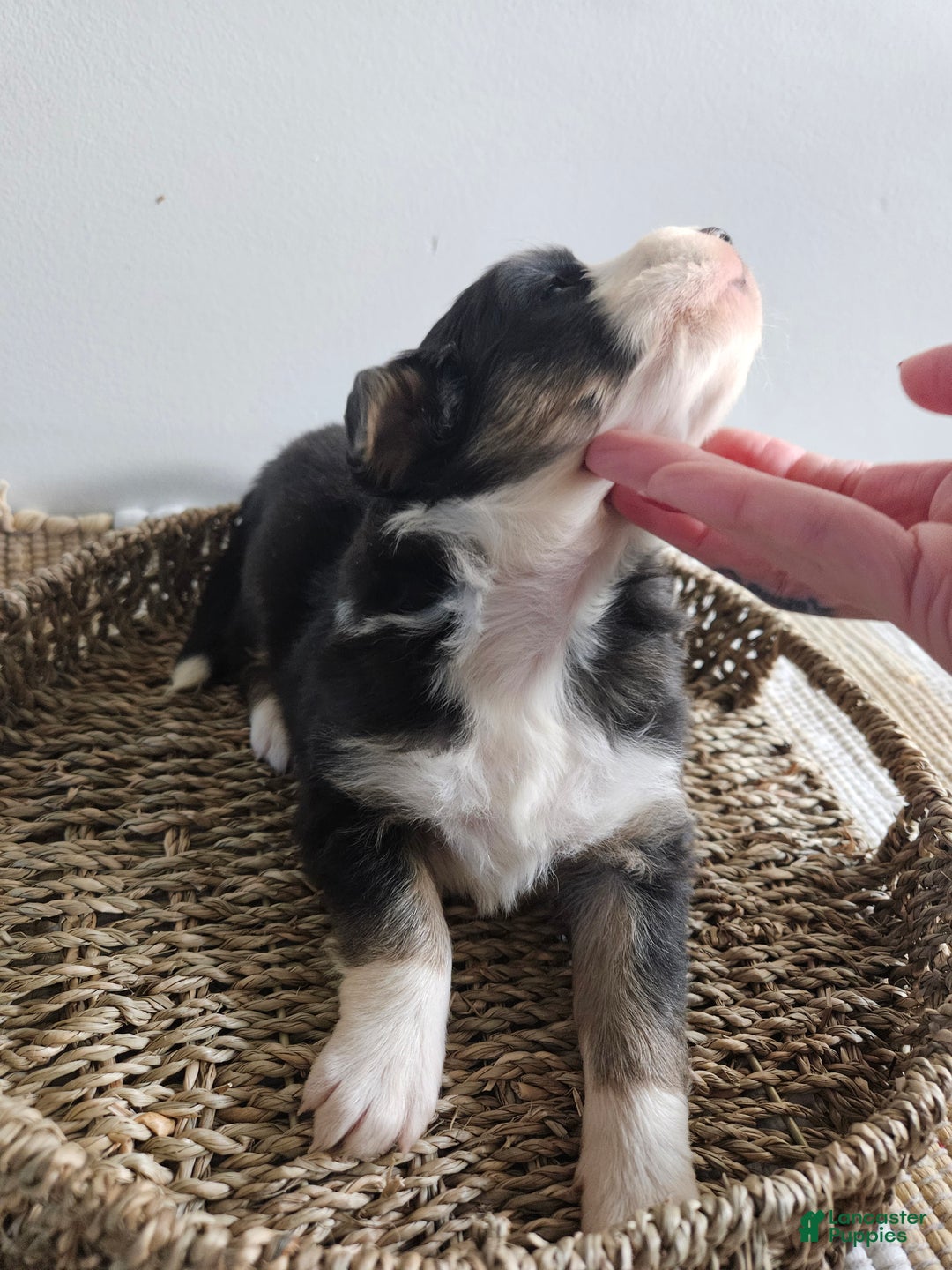 Australian Shepherd dogs for sale: Callie - Ad 3