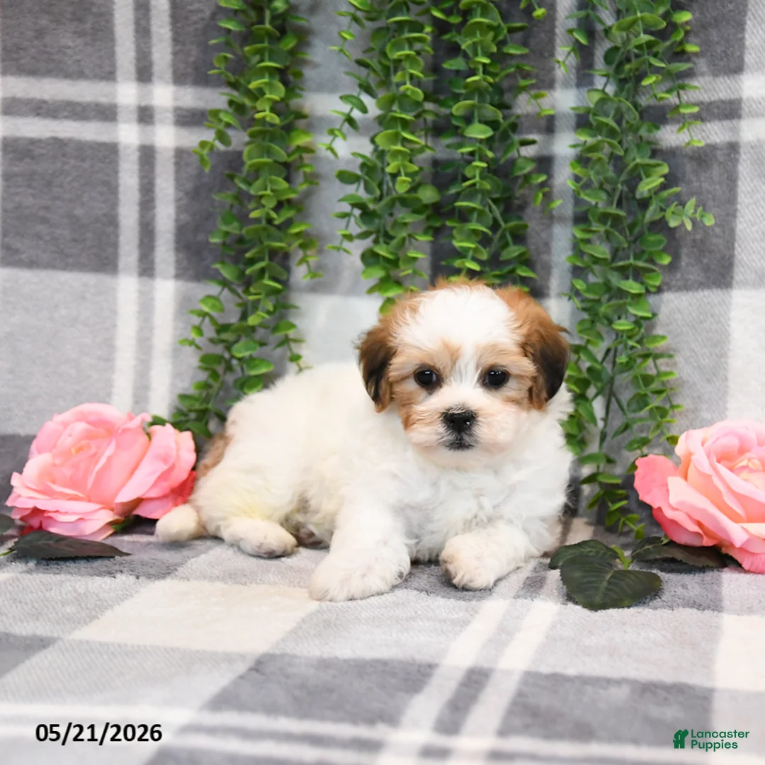 Teddy Bear dogs for sale: Susan - Ad 2